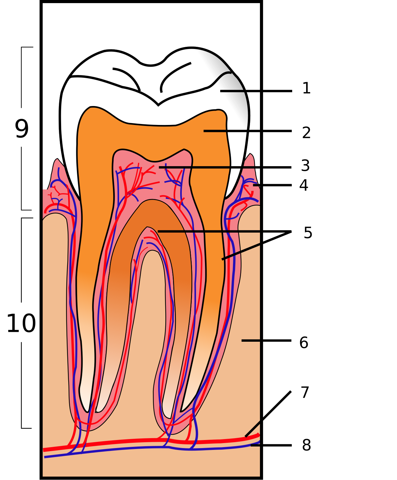 Coupe d'une dent : 1. Email, 2. Dentine, 3. Pulpe, 4. Gencive, 5. Cementum, 6. Os, 7. Vaisseaux et nerf
