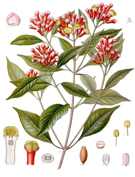 Syzygium aromaticum - clou de girofle, planche botanique